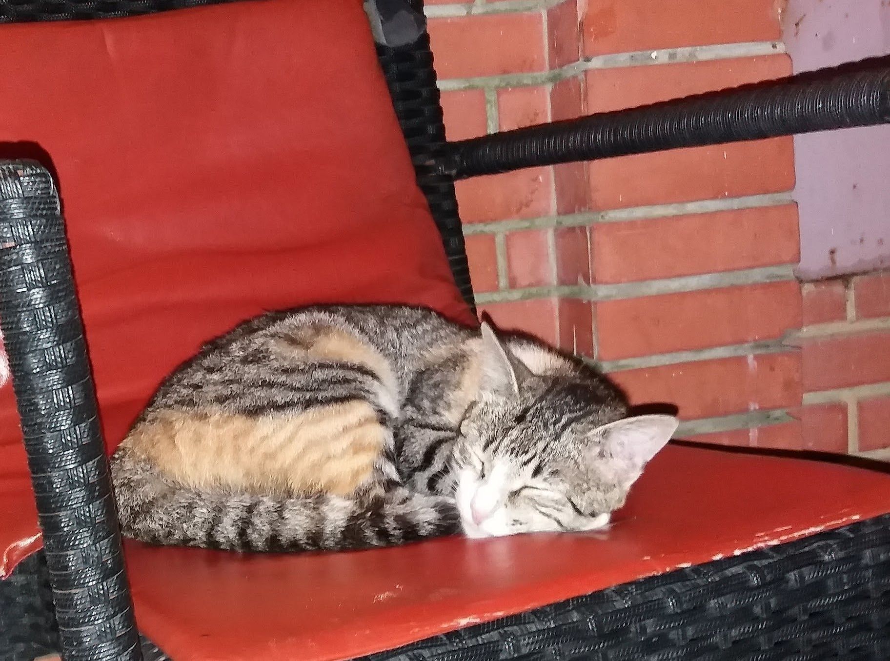 Le chat de la maison fait la sieste